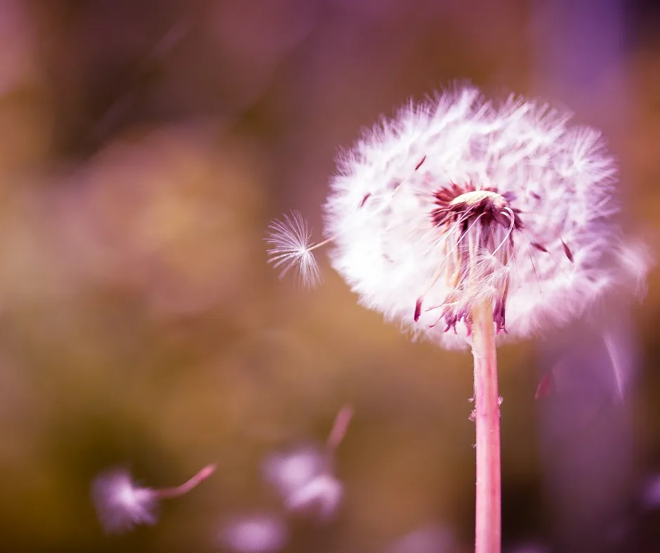 A dandelion seed head releasing its seeds into a soft, warm-toned breeze